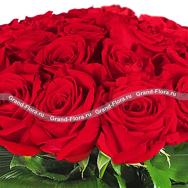 Изумительные красные розы на фото